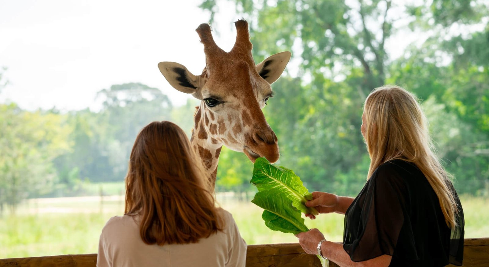Veganizoo: A Unique Revolution in Animal-Free Living